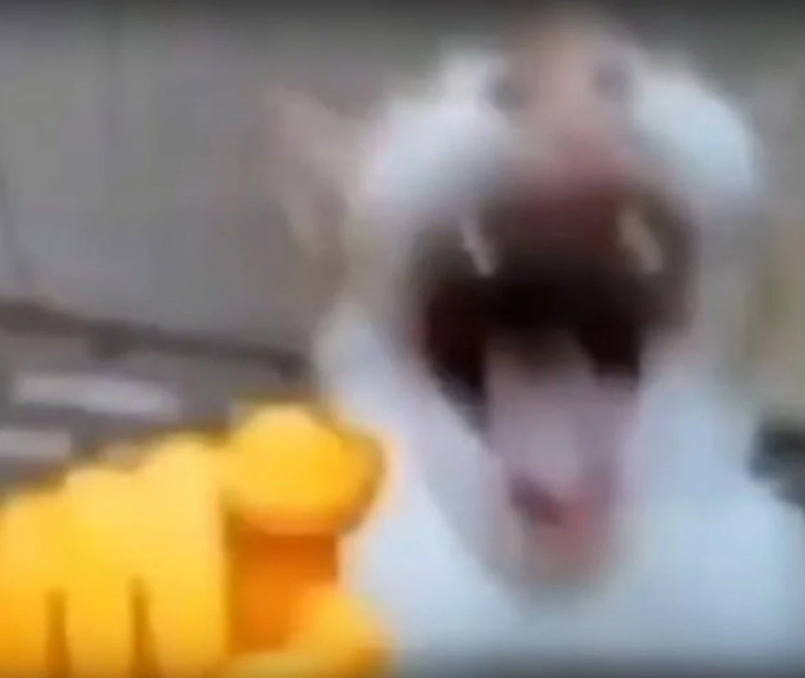 Laughing cat